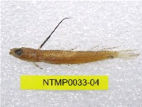 藏品(小骨鰧)的圖片